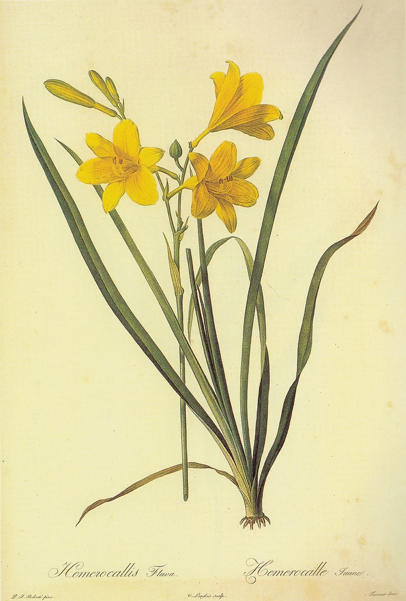 Hemerocallis lilioasphodelus